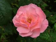 la rose rose par man'Annie